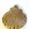 Coquille Saint Jacques verte