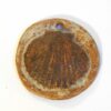 Coquille Saint Jacques marron engobe dessus