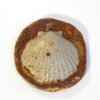 Coquille Saint Jacques verte engobe dessous