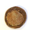 Coquille Saint Jacques marron engobe dessous